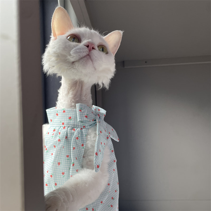 Cat Clothing in Summer Sweet L – Winter Clothing Layers recenzja i cena
